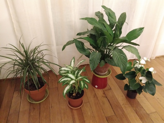 Dracaena, Dieffenbachia Spathiphyllum and Anthurium