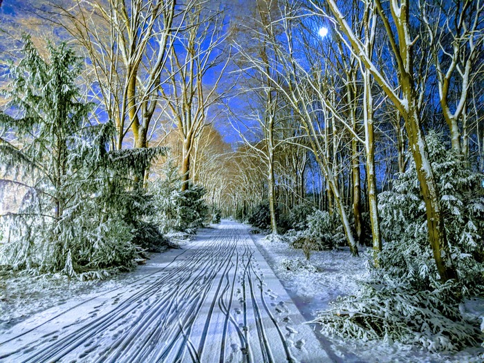 Tiergarten under snow